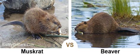 mink vs beaver|Beaver Vs. Muskrat: 5 Differences & How To Tell .